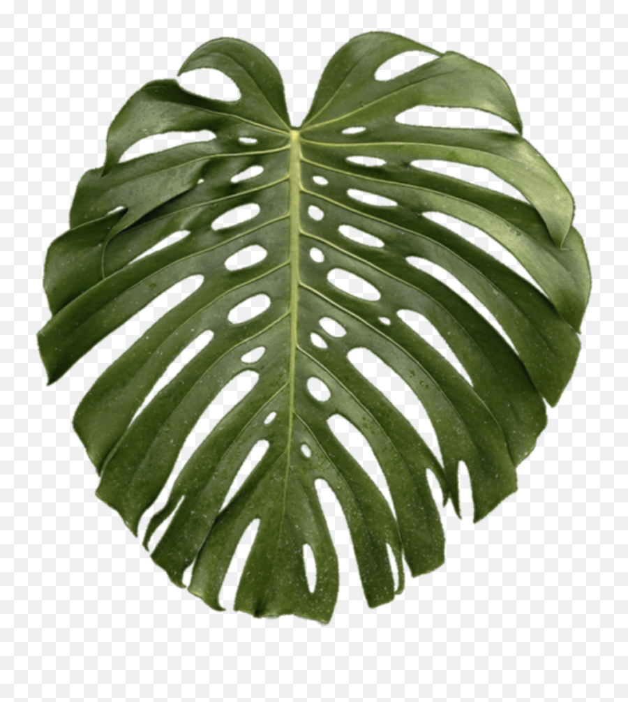 Download Tropical Plant Leaf Png - Tropical Palm Leaf Transparent,Tropical Plant Png
