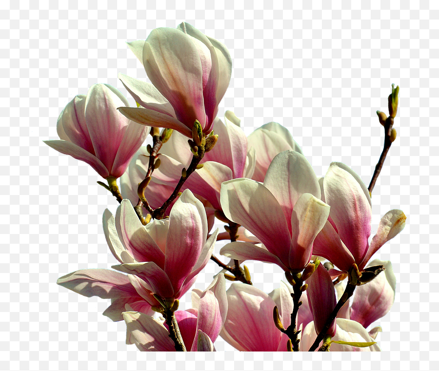 Download Magnolia Tree Flowers - Magnolia Tree Flower Png,Magnolia Png