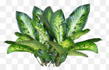 Script Library - Transparent Plant Aesthetic Png