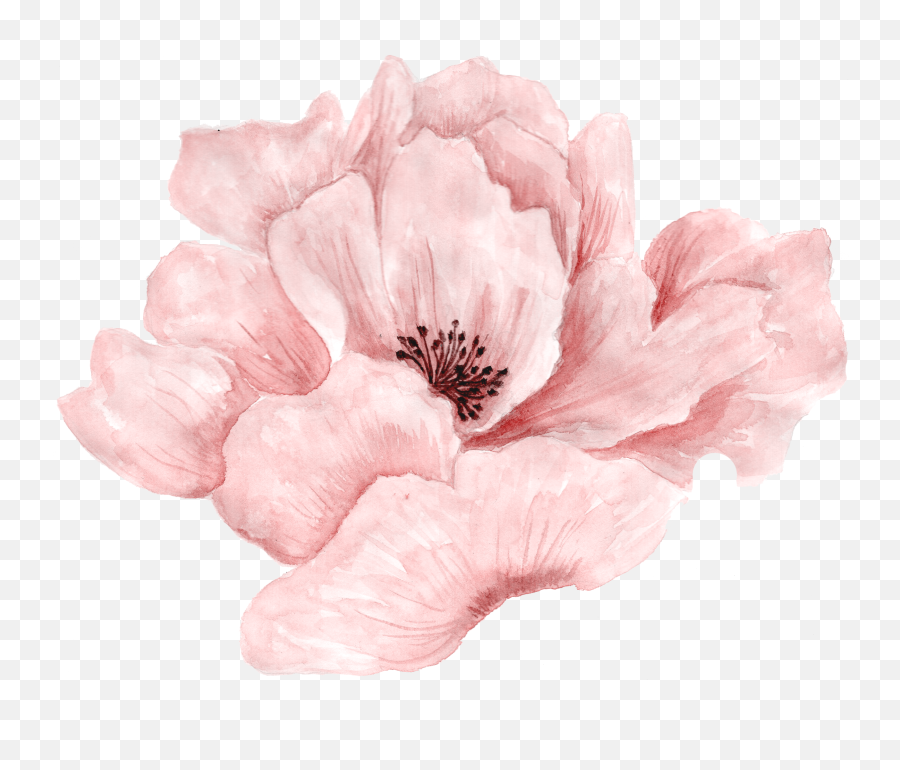 Pink Flowers Portable Network Graphics - Transparent Pink Flower Png,Transparent Pink Flowers