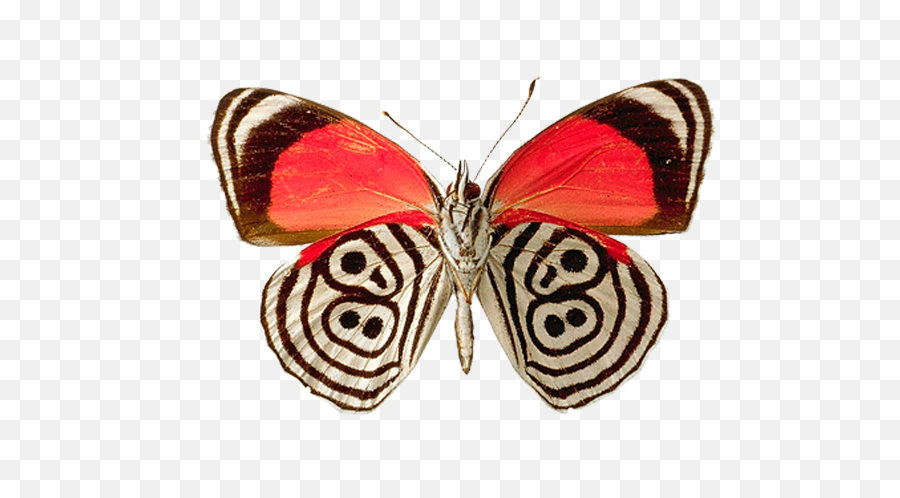Butterfly Png Image Free Picture Download - Real Butterfly Transparent Png,Butterfly Transparent