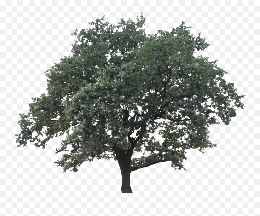 Big Oak - Minimalist Oak Tree Png,Big Tree Png