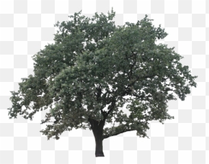Big Oak - Minimalist Oak Tree Png,Big Tree Png