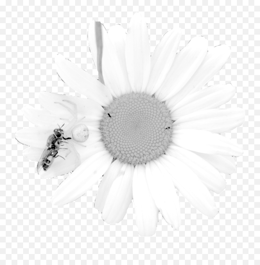 Magdalen Zinky - Oxeye Daisy Png,Daisy Png