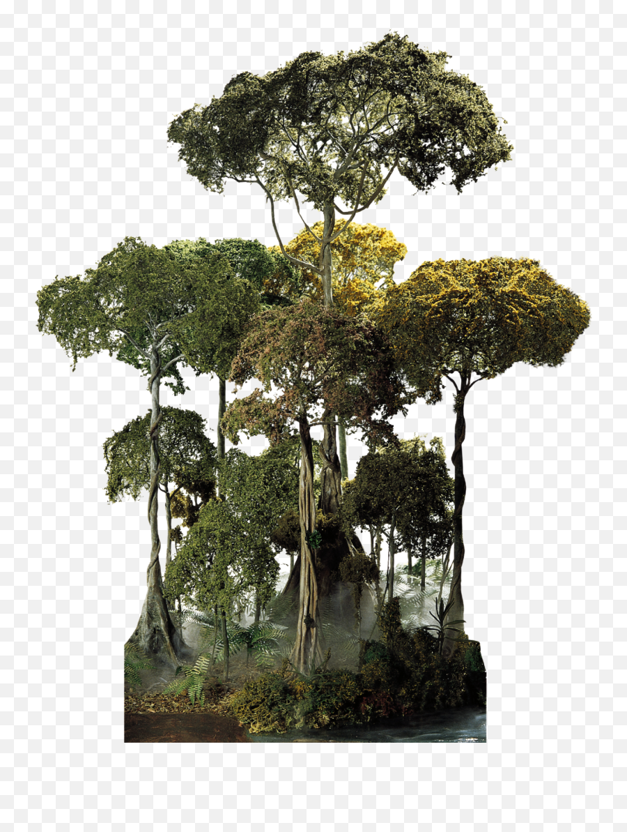 Rainforest Clipart Canopy - Tropical Forest Tree Png,Tree Canopy Png