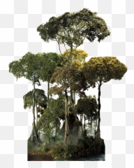 Rainforest Clipart Canopy - Tropical Forest Tree Png,Tree Canopy Png