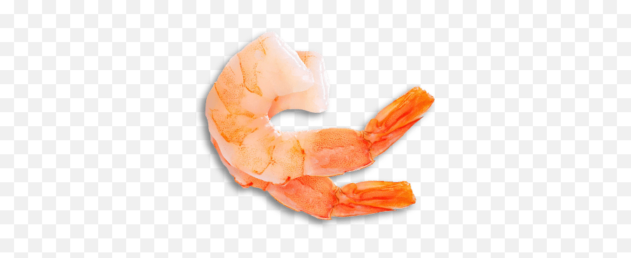 Shrimp - King Crab Png,Shrimp Png
