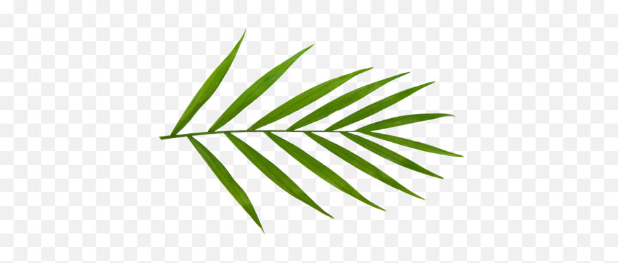 Beginneru0027s Guide To Parlor Palm Care Planterina - Planterina Clip Art Png,Palm Leaves Transparent