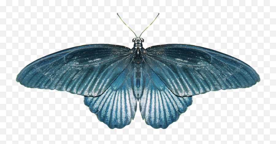 Butterfly Png Image - Purepng Free Transparent Cc0 Png,Blue Butterfly Png