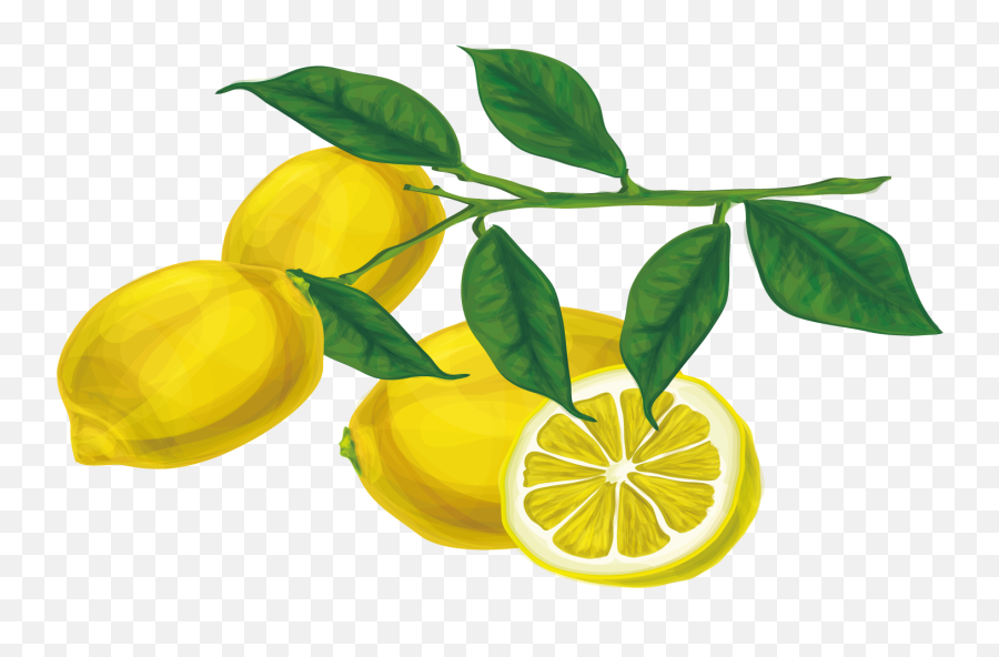 Picture - Lemon Branch Png,Lemon Tree Png