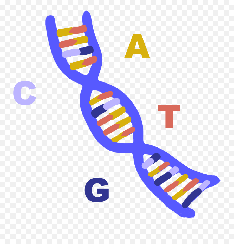 Dna - Innovative Genomics Institute Igi Dna And Rna Transparent Png,Dna Png