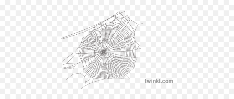 Spider Web 1 Illustration - Twinkl Spider Web Png,Spider Webs Png