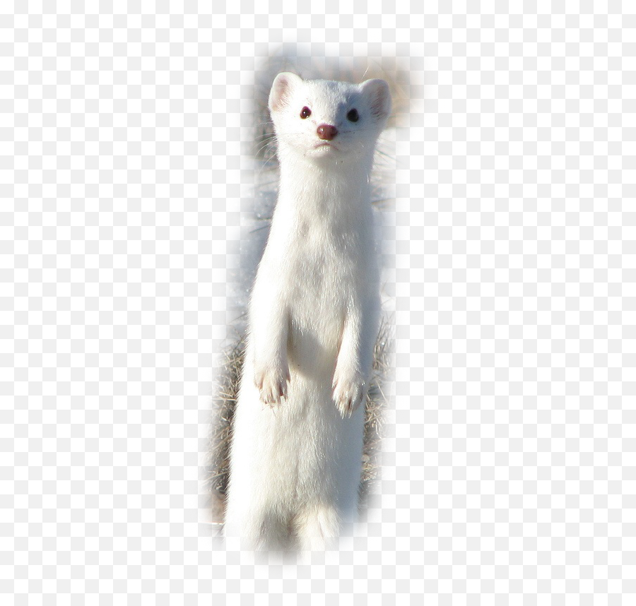 Weasel Tribe Ultimate Mustelids Under Construction - Long Tailed Weasel Png,Weasel Png