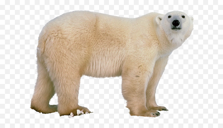 White Bear Transparent Free Png Play - Polar Bear Png,Bear Transparent Background