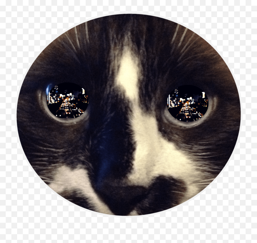 Free Png Download Reflection In - Reflection In Eye,Cat Eyes Png