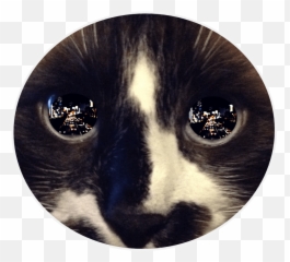 Free Png Download Reflection In - Reflection In Eye,Cat Eyes Png