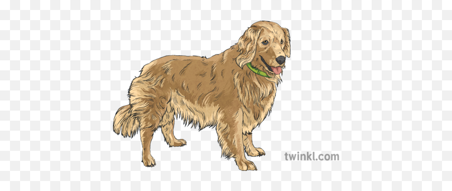 Golden Retriever Green Collar Doggo Pet Mammal Animal Canine - Golden Retriever Png,Doggo Png