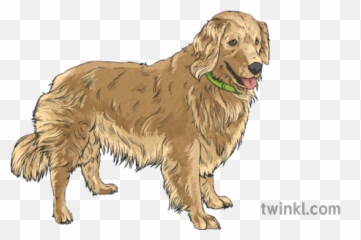Golden Retriever Green Collar Doggo Pet Mammal Animal Canine - Golden Retriever Png,Doggo Png