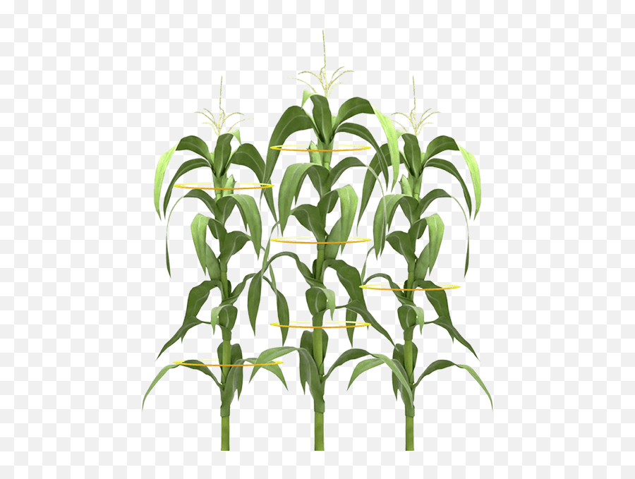 Download Free Png Corn Field - Plamta De Maiz Png,Corn Field Png