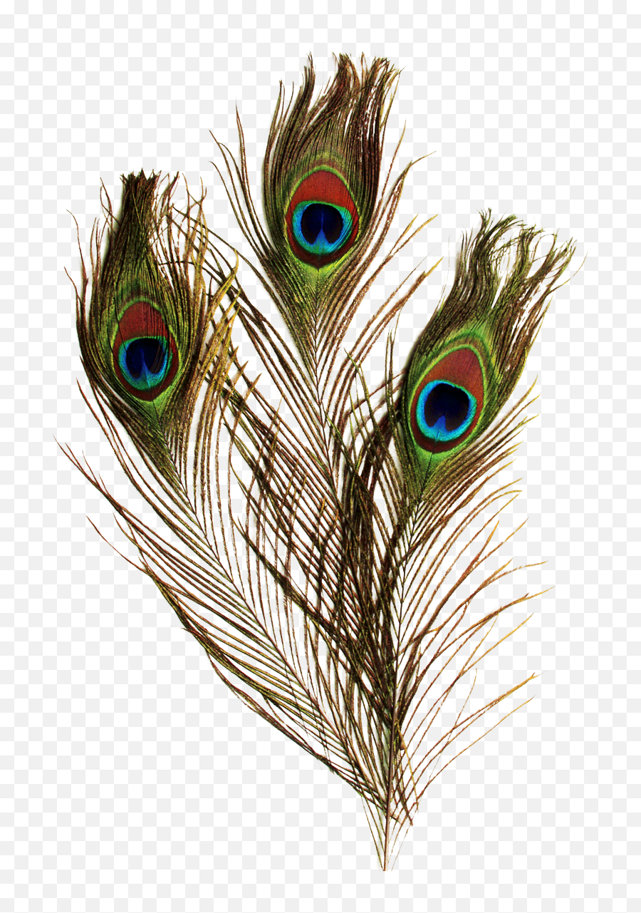 Png - Peacock Feather Png,Peacock Feathers Png