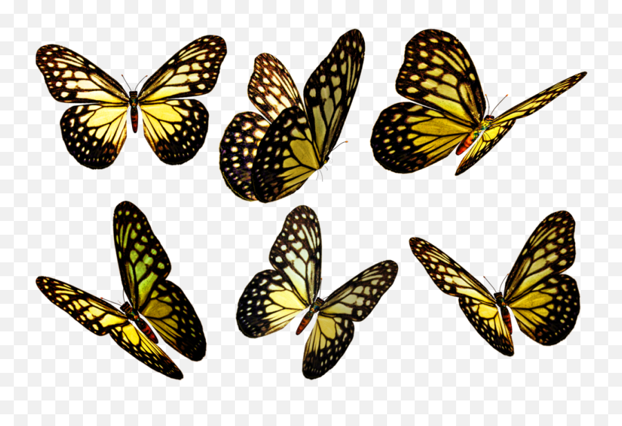 Yellow Butterfly Flying Png - Yellow Butterfly Flying Png,Butterflies Png