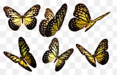 Yellow Butterfly Flying Png