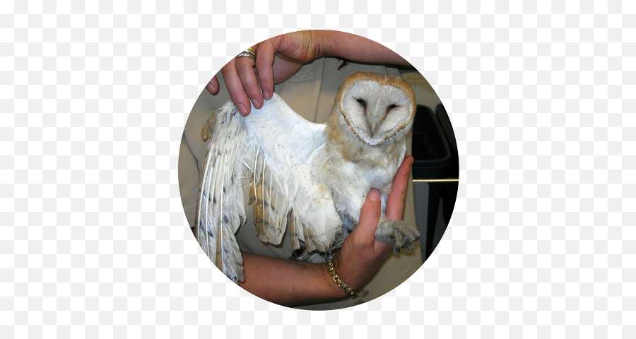 Ob Save Our Sanctuary Suffolk Owl - Barn Owl Png,Barn Owl Png
