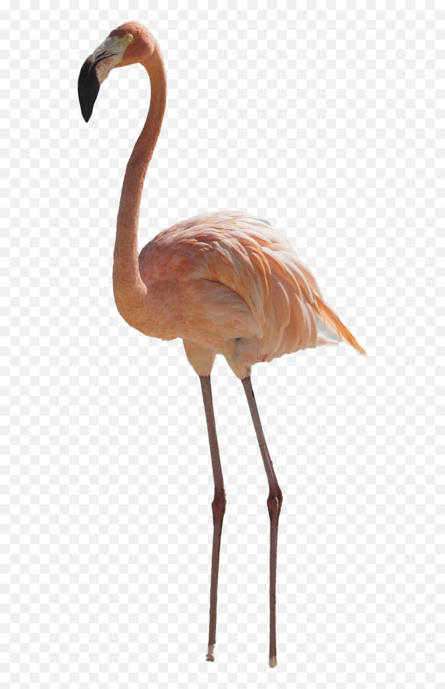 Real Flamingo Png Pic - Real Flamingo Png,Real Png