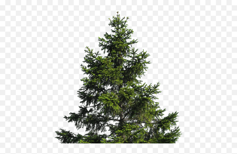 Cropped - Transparent Pine Tree Png,Pine Tree Branch Png