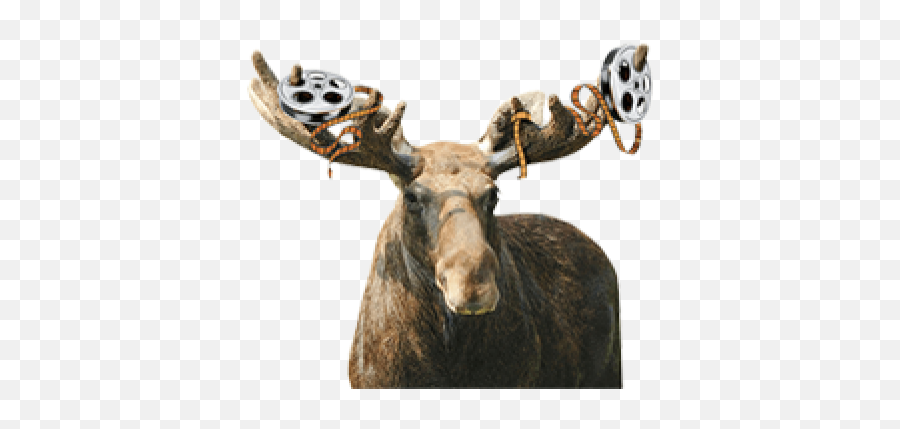 Cropped - Reindeer Png,Moose Png