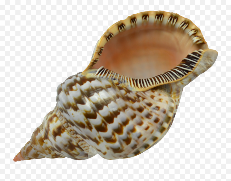 Download Triton Decorative Shell 9 - 10 Seashell Hd Png Triton Shell,Seashells Png