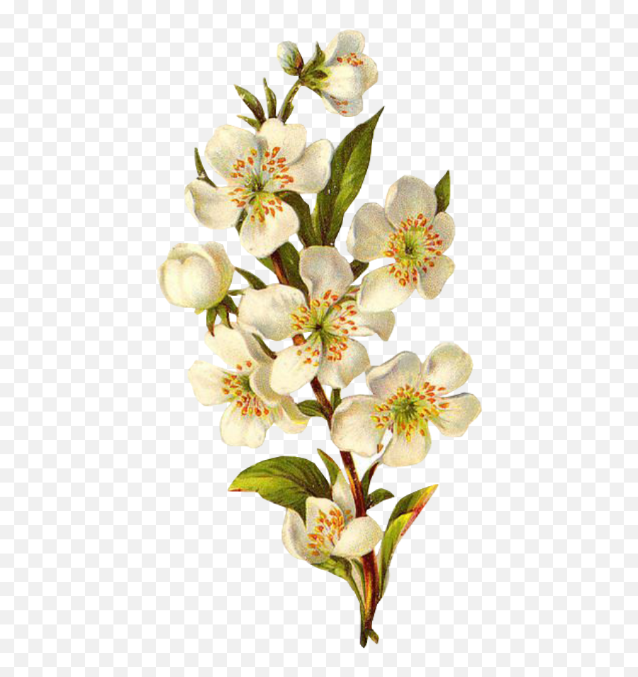 Flower Overlay Png - Flower White Spring Png Overlay Free Transparent Background Vintage Flower Png,Spring Png