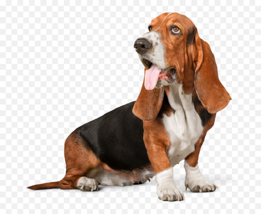 Image Is Not Available - Dog Walking Transparent Background Hush Puppy Dog Png,Dogs Transparent Background
