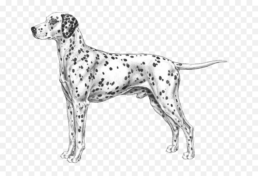 Dog Breed Info Photos - Line Art Png,Dalmatian Png