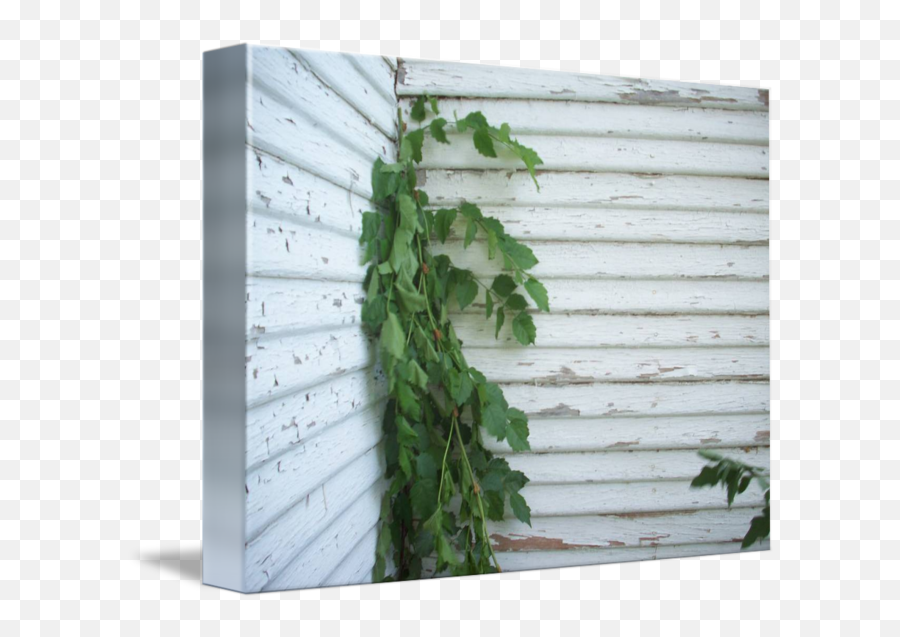 Vines - Horizontal Png,Wall Vines Png