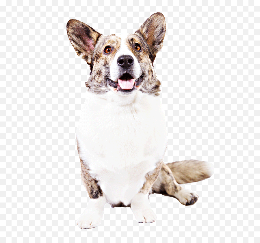 Cardigan Welsh Corgi Dog Breed - Vulnerable Native Breeds Png,Corgi Transparent