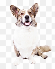 Cardigan Welsh Corgi Dog Breed - Vulnerable Native Breeds Png,Corgi Transparent
