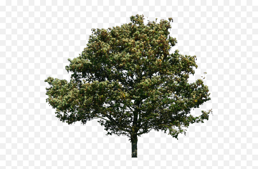 Trees Green Png - Oak Tree No Background,Big Tree Png