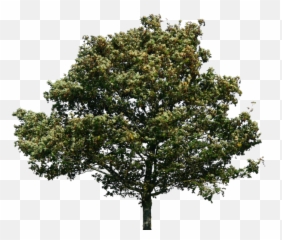 Trees Green Png - Oak Tree No Background,Big Tree Png