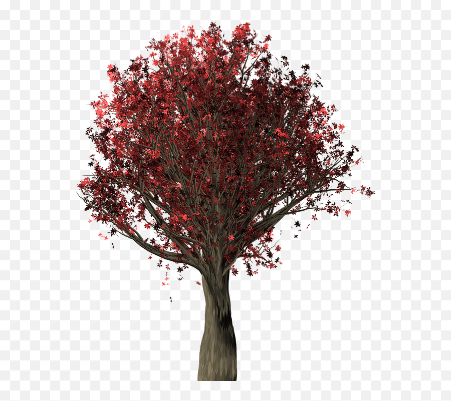 Tree Oak - Free Image On Pixabay Colorful Trees Png,Tree Plan Png