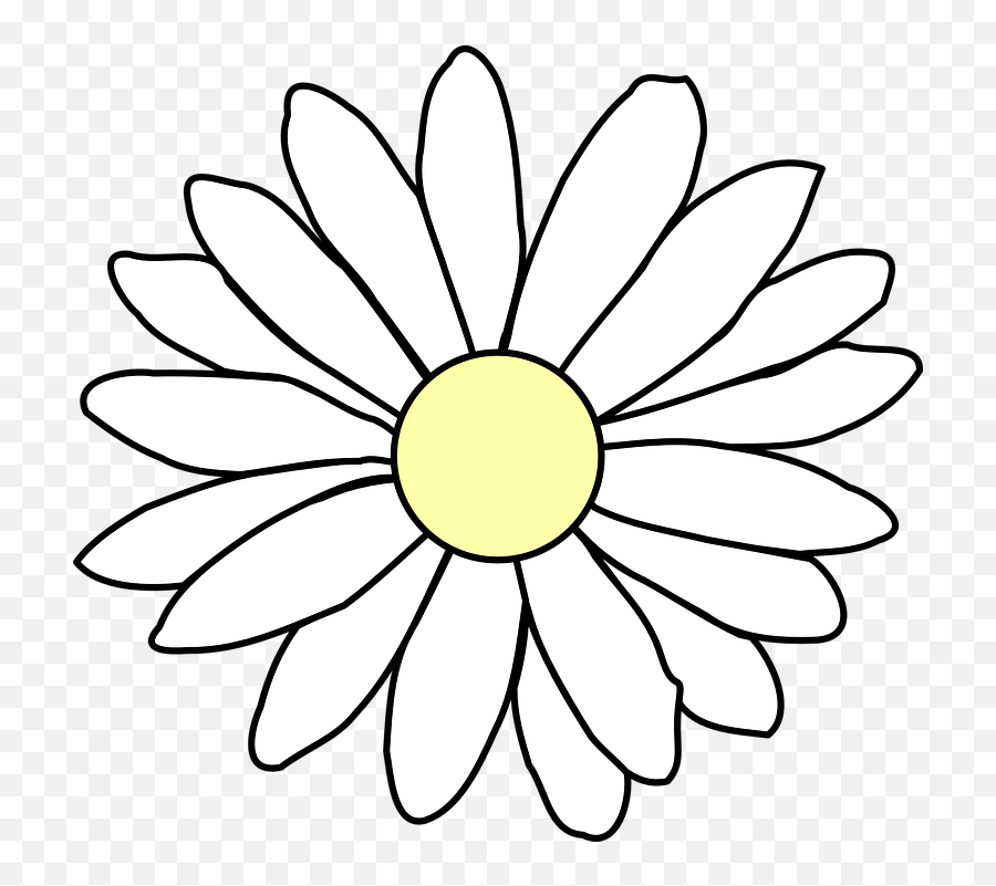 Chamomile Daisy White - Free Vector Graphic On Pixabay Flower Outline Transparent Background Png,Daisy Png