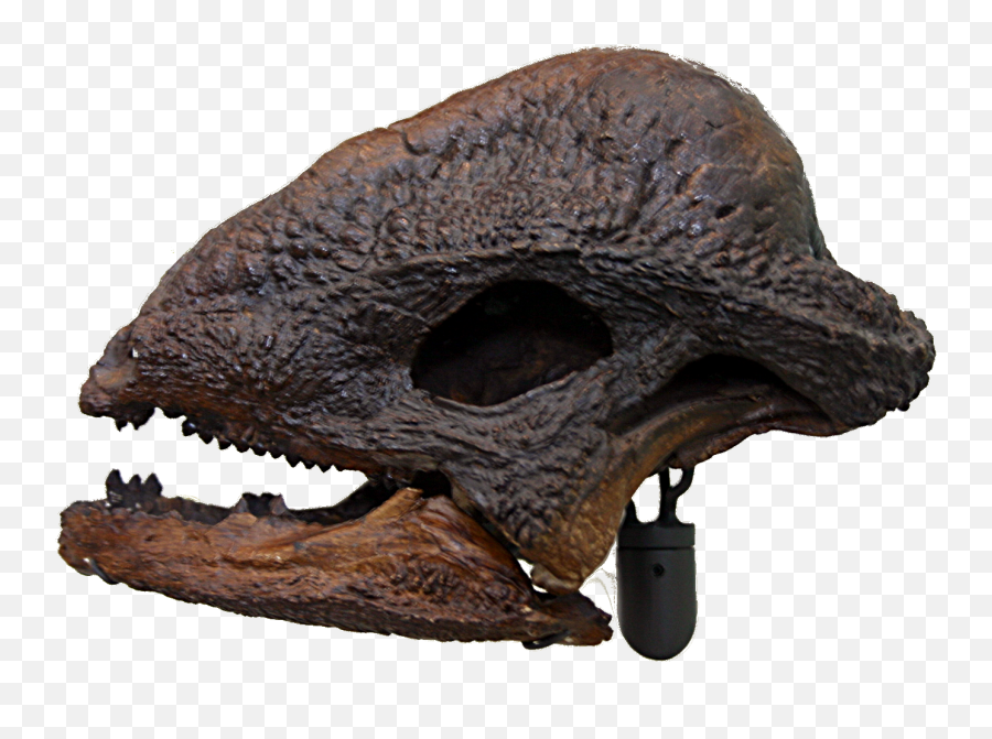 Stegoceras Amnh Skull Png Dinosaur