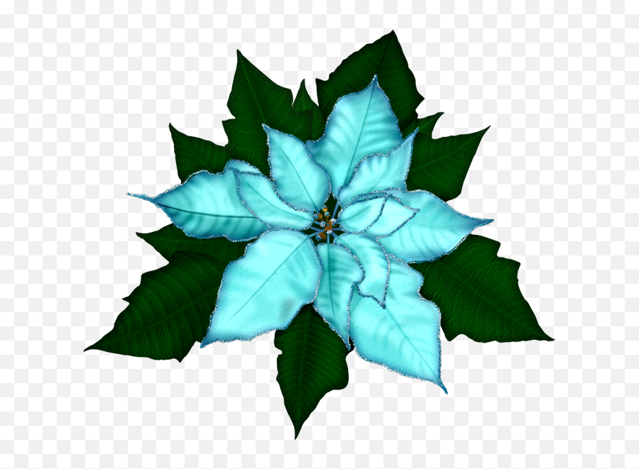 Christmas Poinsettia - Transparent Poinsettia Png,Winter Background Png