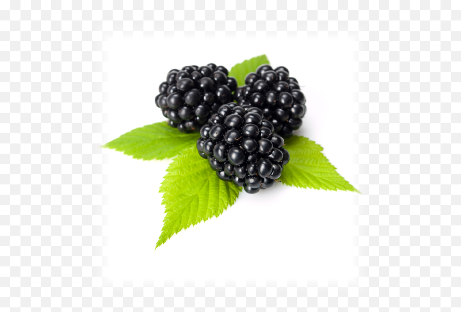 Blackberry Juice Puree Concentrate Powder Microdried - One Blackberry Png,Blackberry Png