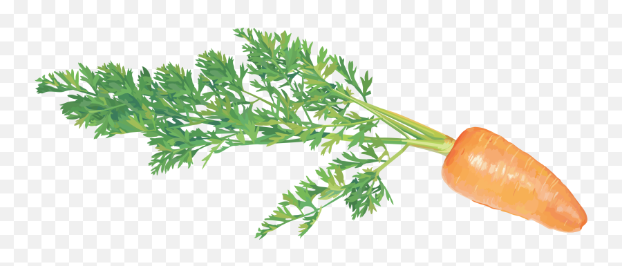 Carrot Png Image Free Download - Clip Art Vegetables,Carrots Png