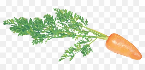 Carrot Png Image Free Download - Clip Art Vegetables,Carrots Png