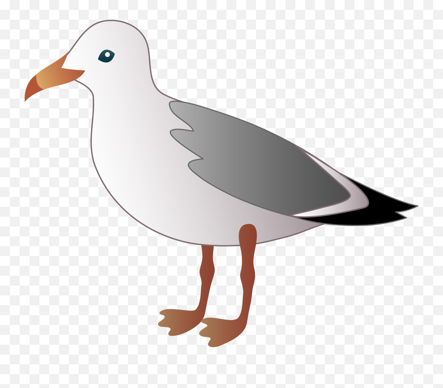 Seagull Clipart Png Seagulls