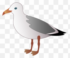 Seagull Clipart Png Seagulls