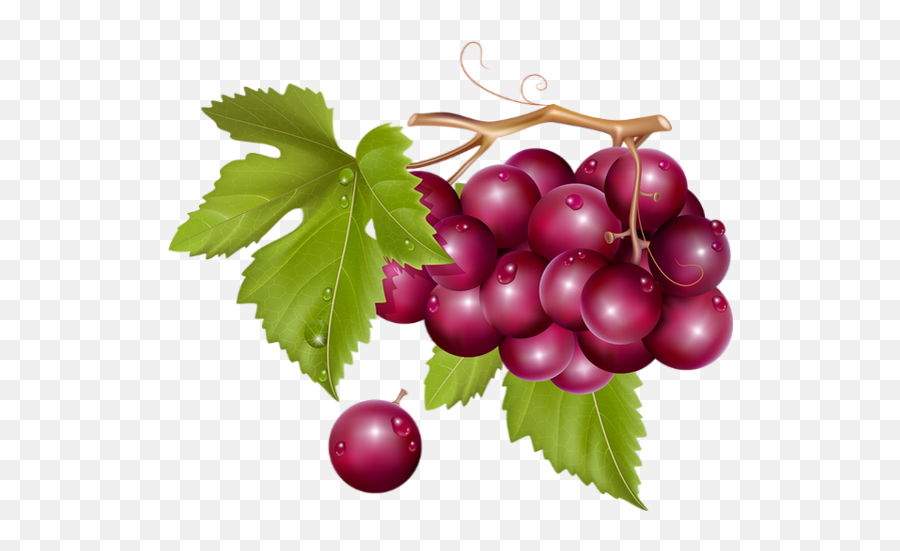 Uvas Png Transparent Uvaspng Images Pluspng - Grape Cluster Png,Raisin Png