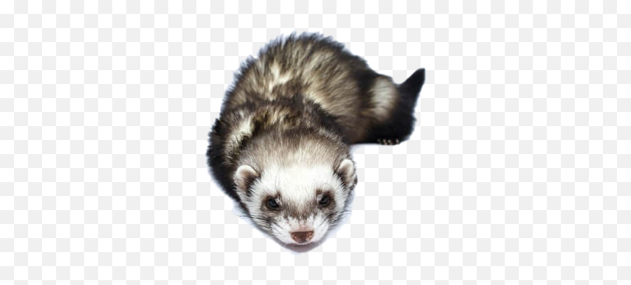 Ferret Png Photos Play - Ferret Laying Down,Weasel Png